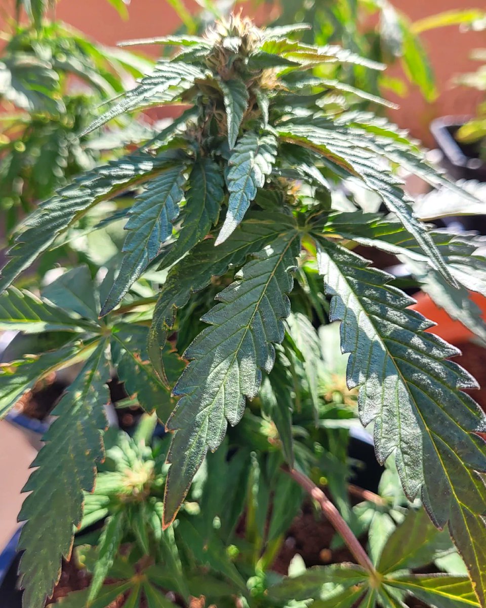 Sophie_MJ's tweet photo. 📸KRITIC AUTO 💜 os desea un domingo mágico cargado de curación y sanación🌈
@IntKannabia @KannabiaSeeds
.
.
#domingo #sundayvibes #kannabista #FelizTardeATodos #intencion #sanar #curar #kriticauto #invierno #magic #coloursofnature
#kannabiaseeds #plants
#LaSofiJardinera 👩🏼🌾🧿🎈 https://t.co/mPBH6GfuBN
