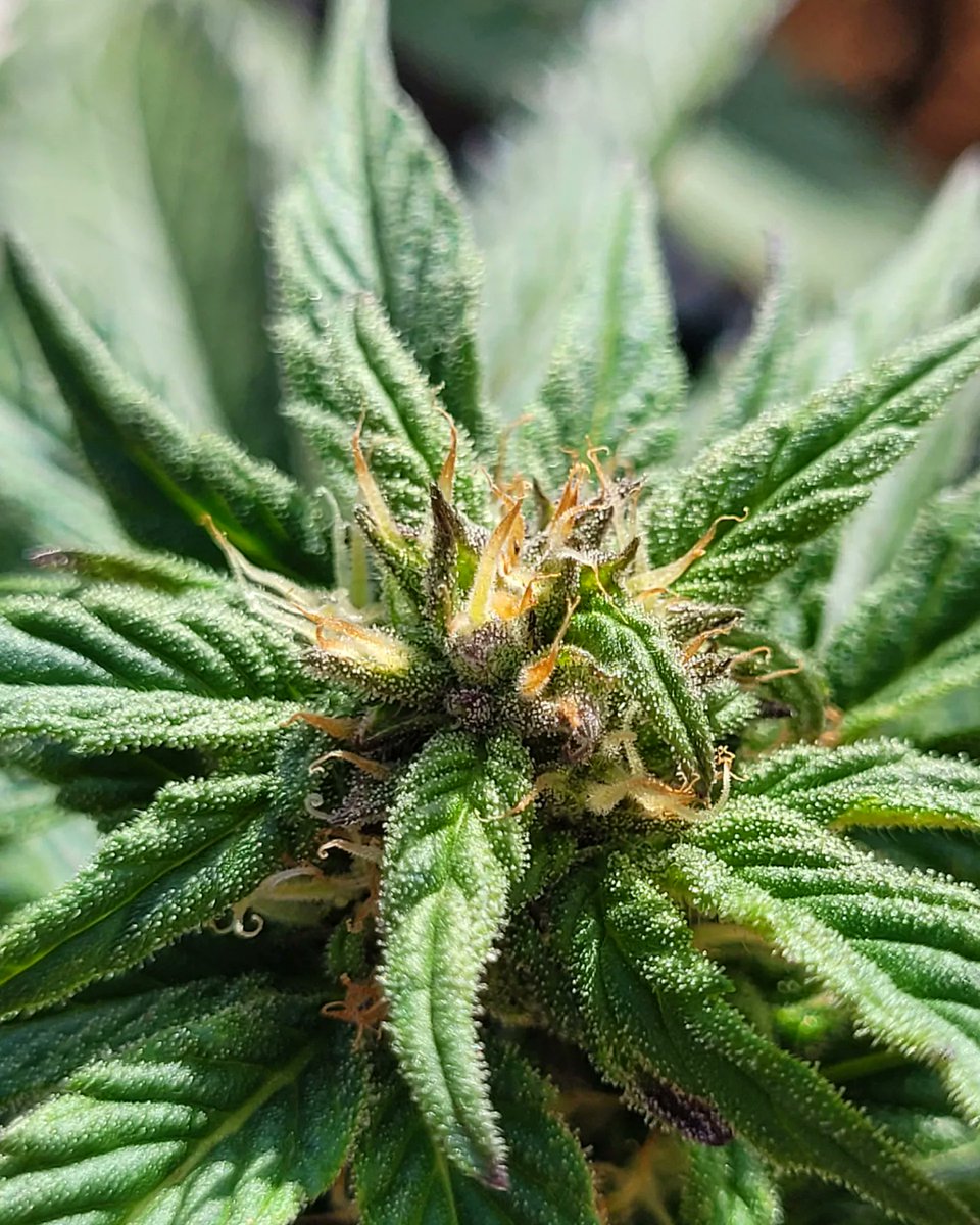 Sophie_MJ's tweet photo. 📸KRITIC AUTO 💜 os desea un domingo mágico cargado de curación y sanación🌈
@IntKannabia @KannabiaSeeds
.
.
#domingo #sundayvibes #kannabista #FelizTardeATodos #intencion #sanar #curar #kriticauto #invierno #magic #coloursofnature
#kannabiaseeds #plants
#LaSofiJardinera 👩🏼🌾🧿🎈 https://t.co/mPBH6GfuBN