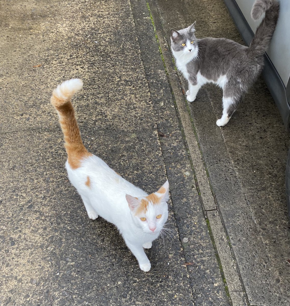 Muma says we are beautiful 😻😻…it’s the eyes! #CatsOfTwitter #CatsLover #catstagram