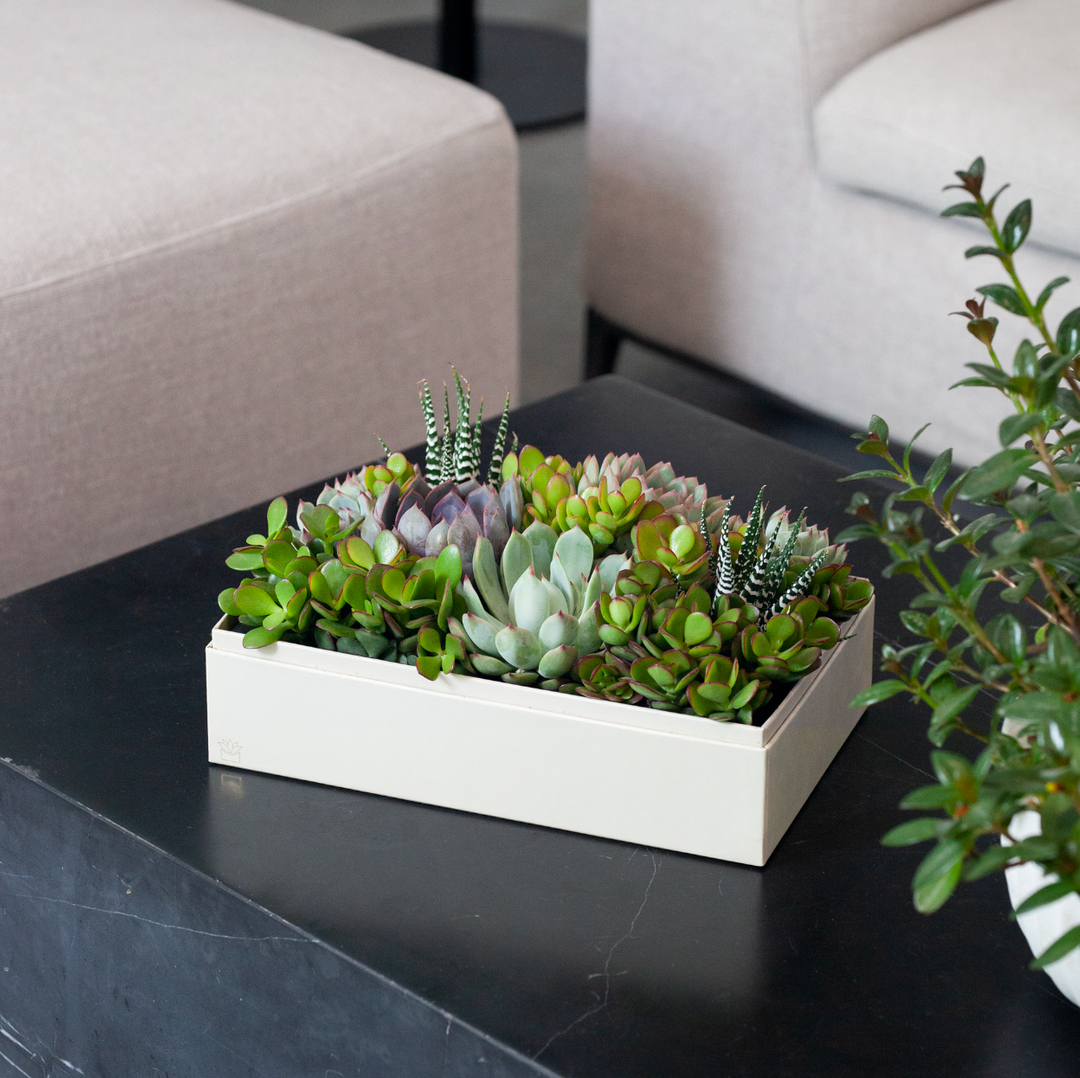 It's called Lush for a reason 😉 🌿