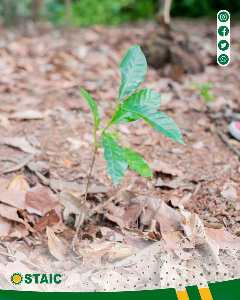 STAIC01's tweet photo. Nous sommes condamnés à avancer.

We trust the process

#staic #plantation #cafe #Haiti #investment #agroindustry https://t.co/SdMXXkprqF