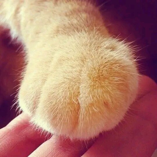 Tio Felino (Leo) tweet media