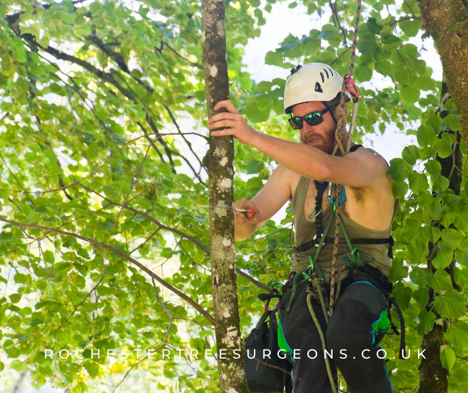 rochester_tree's tweet image. Simple solutions for your tree problems, Rochester Tree Surgeons is the one you should call to do tree cutting, stump grinding, and more!
#treeservices #treecutting #treeproblems