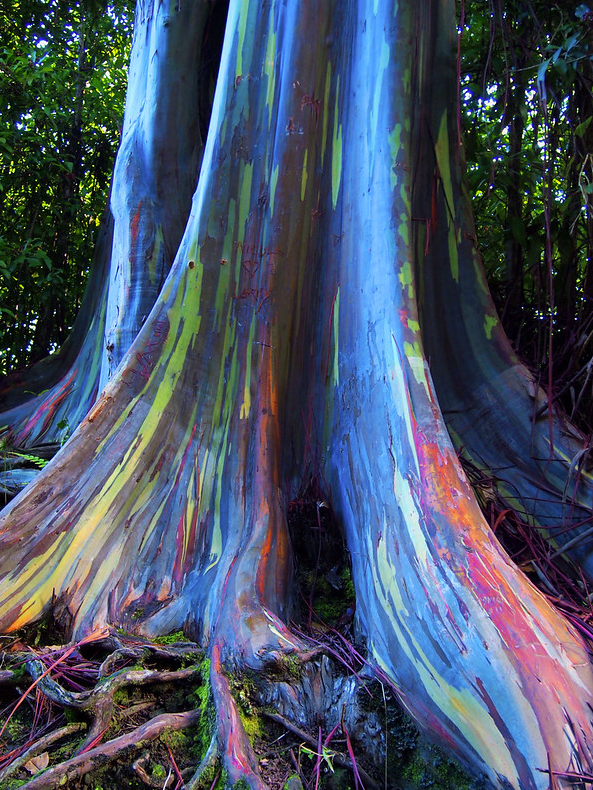 Rainmaker1973's tweet image. Rainbow Eucalyptus trees (Eucalyptus deglupta) shed their bark at different rates, freshly revealed patches will reveal a bright green color, which then darkens to give orange, maroon, and blue colors 

[read more: buff.ly/304xLEU]
[📷 Arnie Rose: buff.ly/2tGgYfw]