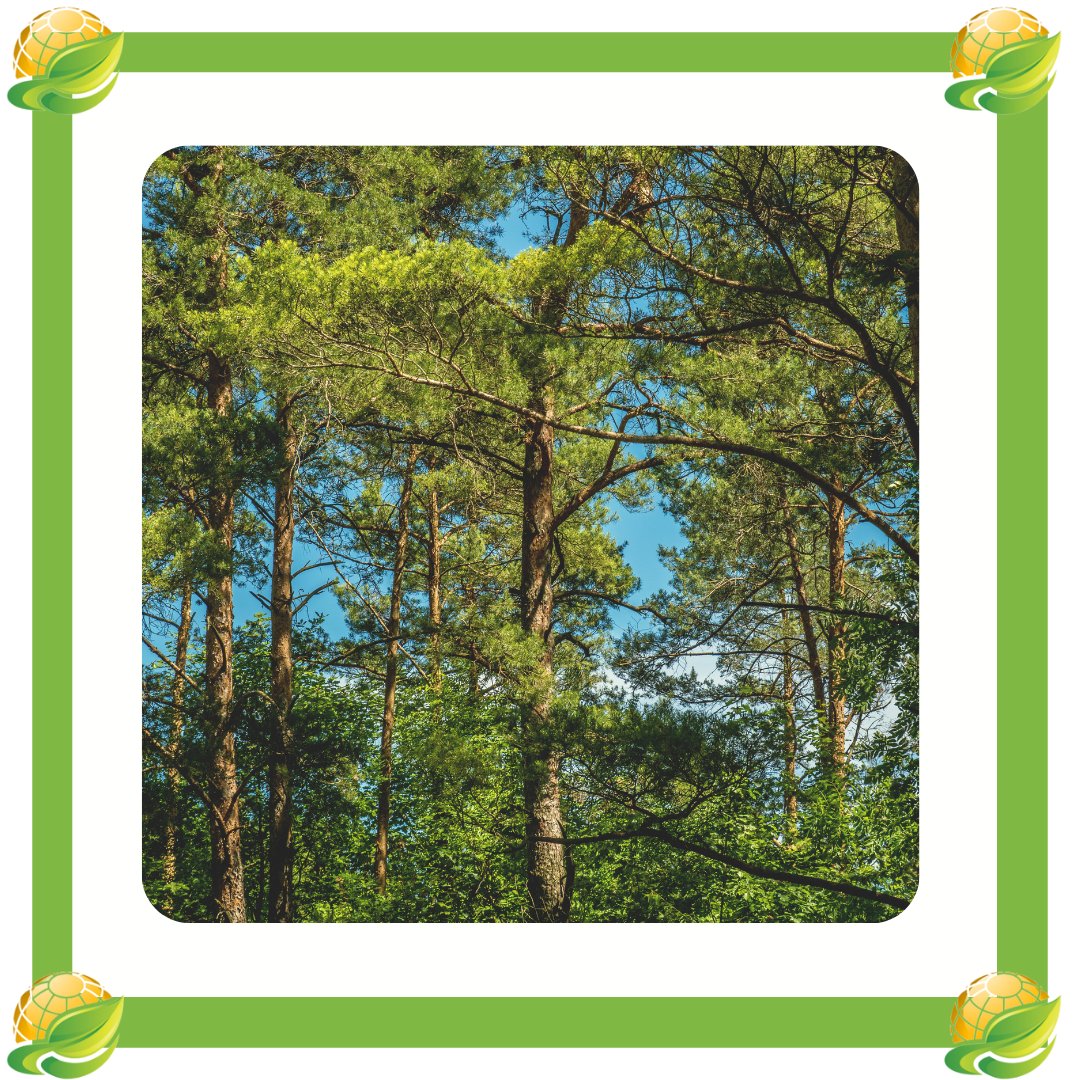 GreenActionSo's tweet photo. The United Nations estimates that the number of trees needed to offset greenhouse gas emissions from 2020-2050 is 8.3 billion. 🌳

In order to reach this goal, we need to plant a lot of trees and fast.

#greenactionsociety #climatechange #trees #treeplanting #nairobi #kenya https://t.co/p5epxBe3ky
