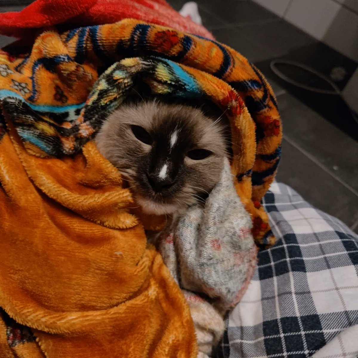 ragfurs's tweet photo. @CatFoodBreath https://t.co/9FZ5E2SGTq
