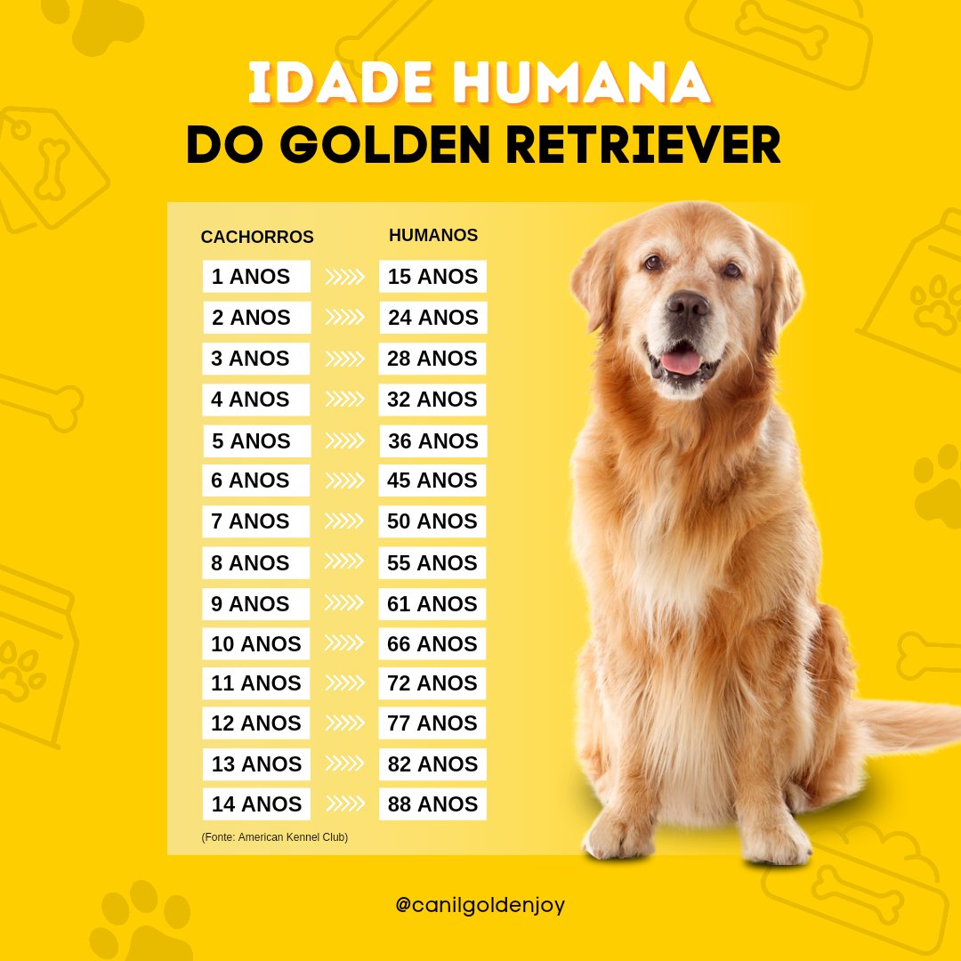 Você sabe calcular qual é a idade do seu Golden Retriever comparada à idade do homem? Certamente, todo mundo que tem cachorro já se perguntou um dia qual é a relação entre a 'idade humana' e a 'idade cachorro'. Veja na tabela abaixo! #goldenjoy #goldenretriever