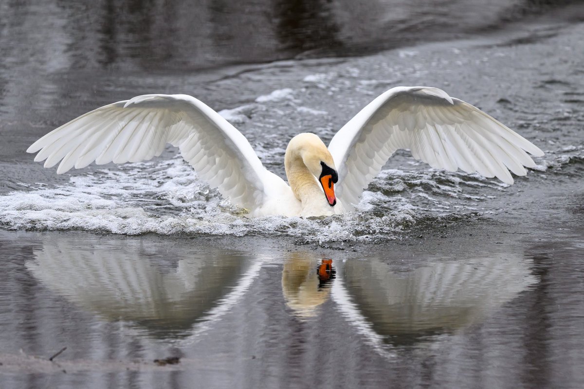 deanclabrough's tweet photo. Coming into land #swan #nikonz9 @NikonEurope https://t.co/NSl7Cqqxq6