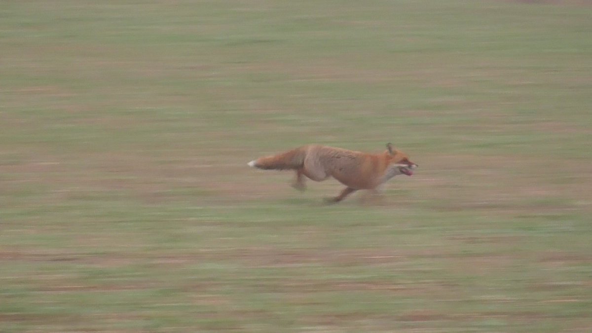 Fox hunts throughout the UK intentionally hunted foxes yesterday. Here is a brief thread of some of them who were helped by sabs.

1/ The North Cotswold Hunt chased this fox near #Springhill. 

📷: <a href="/Sabsthree/">3C hunt sabs</a>