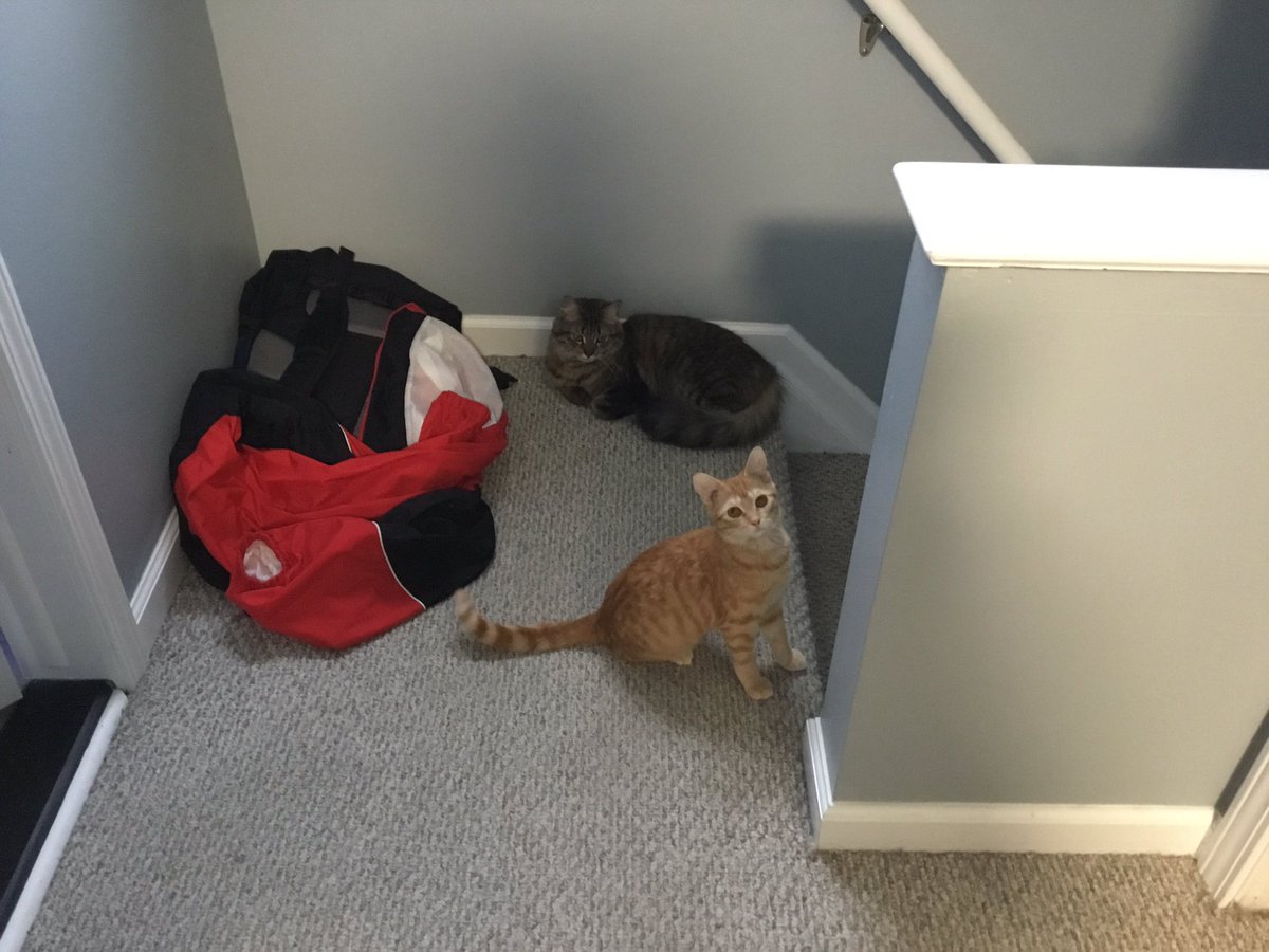 therealkenwood's tweet photo. Show ‘em your kitties #TipsToAlwaysGetYourWay https://t.co/KpY9FyxfU3