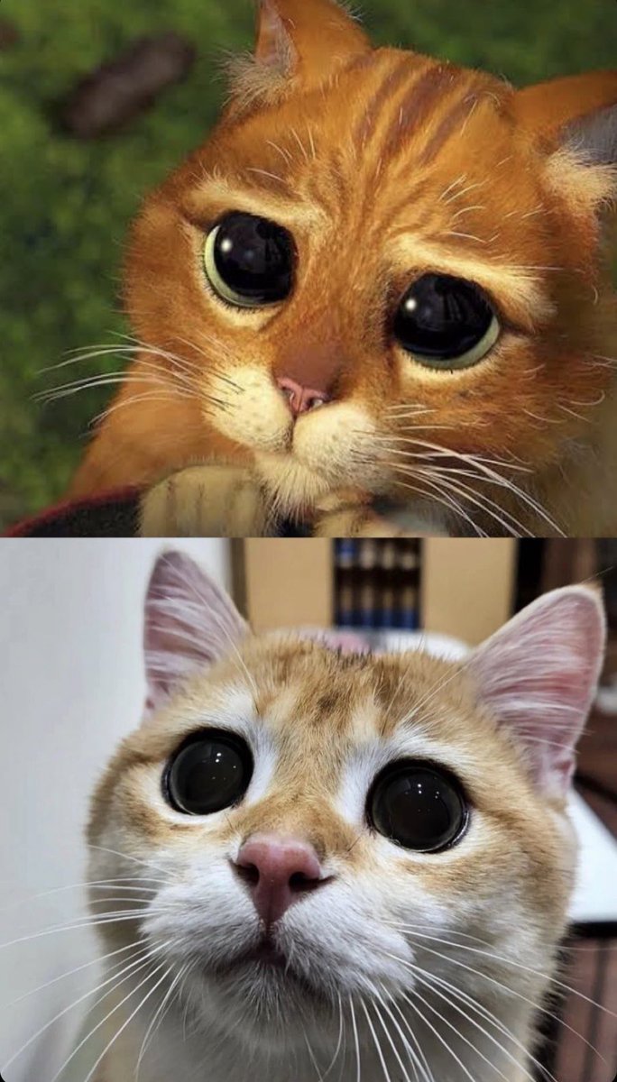 kochengfs's tweet photo. 🐈‍⬛ kucingku gemes kayak cartoon! (≧∀≦) https://t.co/rhEhPDHVoU