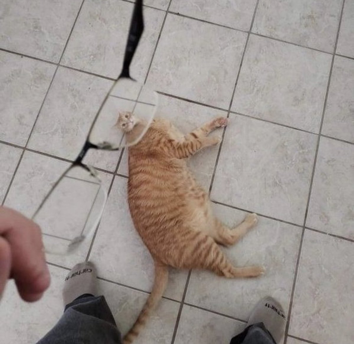 น้องยอดหนิ