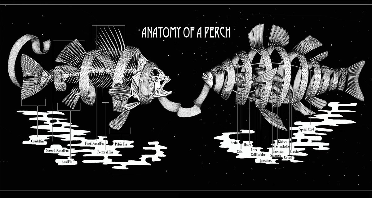 jessi_eggers's tweet photo. Conceptual look at a fish's anatomy showcasing skeletal components snd organ placement, inspired by M C Escher's " Bonded Union". Still needs some cleaning up! 
.
#sciart #fishytheme #scientificillustration #ichthyology #scicomm #fishart #naturslhistoryillustration https://t.co/PWr1DZegPG