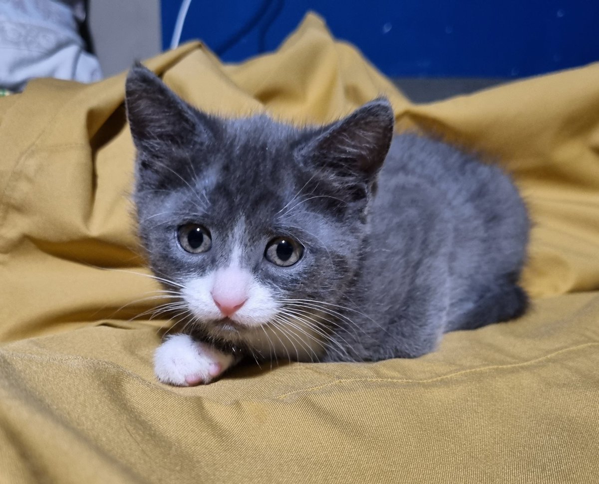 exit_gleaming's tweet image. Москва! Котёнок ищет дом!
Вернее я ищу дом котёнку, у меня уже есть два взрослых, а места не очень много. Почти два месяца, ходит в лоток, ест корм, активный, игривый, не боится людей. В начале жизни немного приболели глаза, были у ветеринара, всё починили, полностью здоров