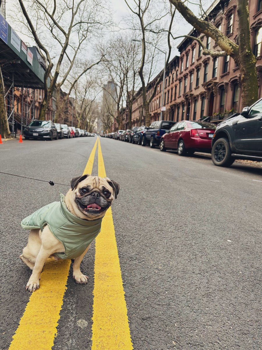 vikkie's tweet photo. I realized y’all haven’t seen .@MigoThePug in a while. He misses y’all 🐶 https://t.co/cwtlWJqPQx