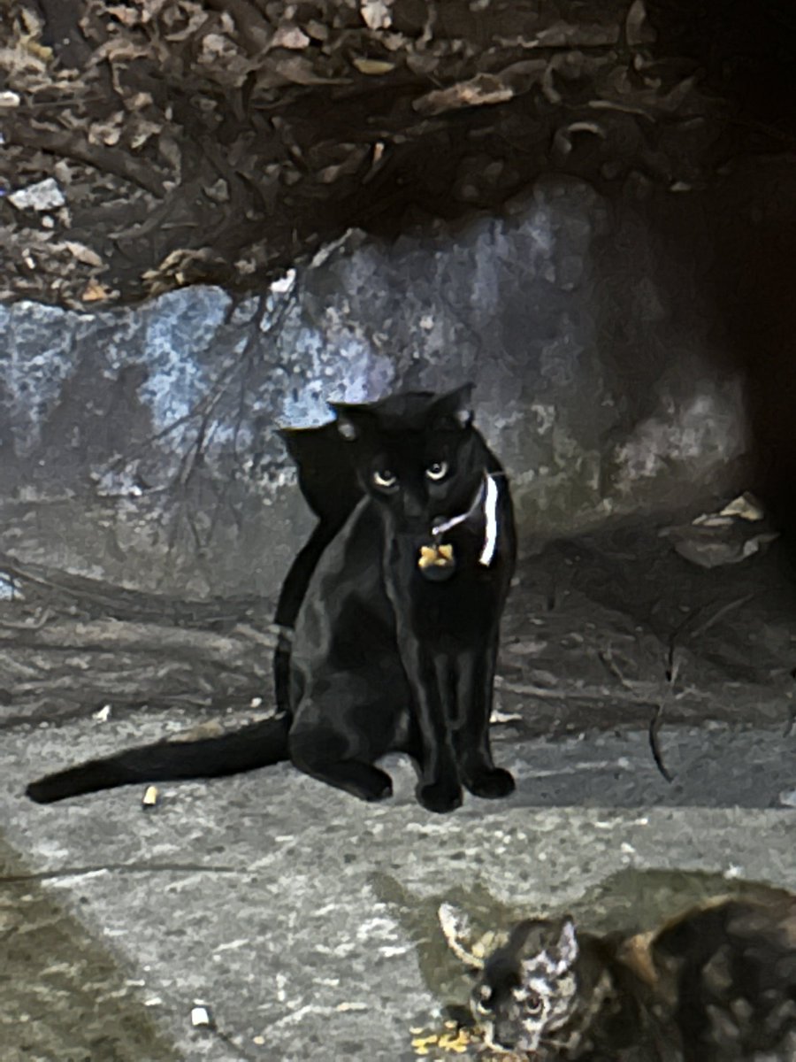 CocoIchiBanyas's tweet photo. FOUND A MISSING CAT

Please dm us if you know someone who lost their TIMTIM

Found wandering the streets begging for food, help us bring this boy back to his home!!!

#lostcat
#missingcat https://t.co/7DJfKcM1KY