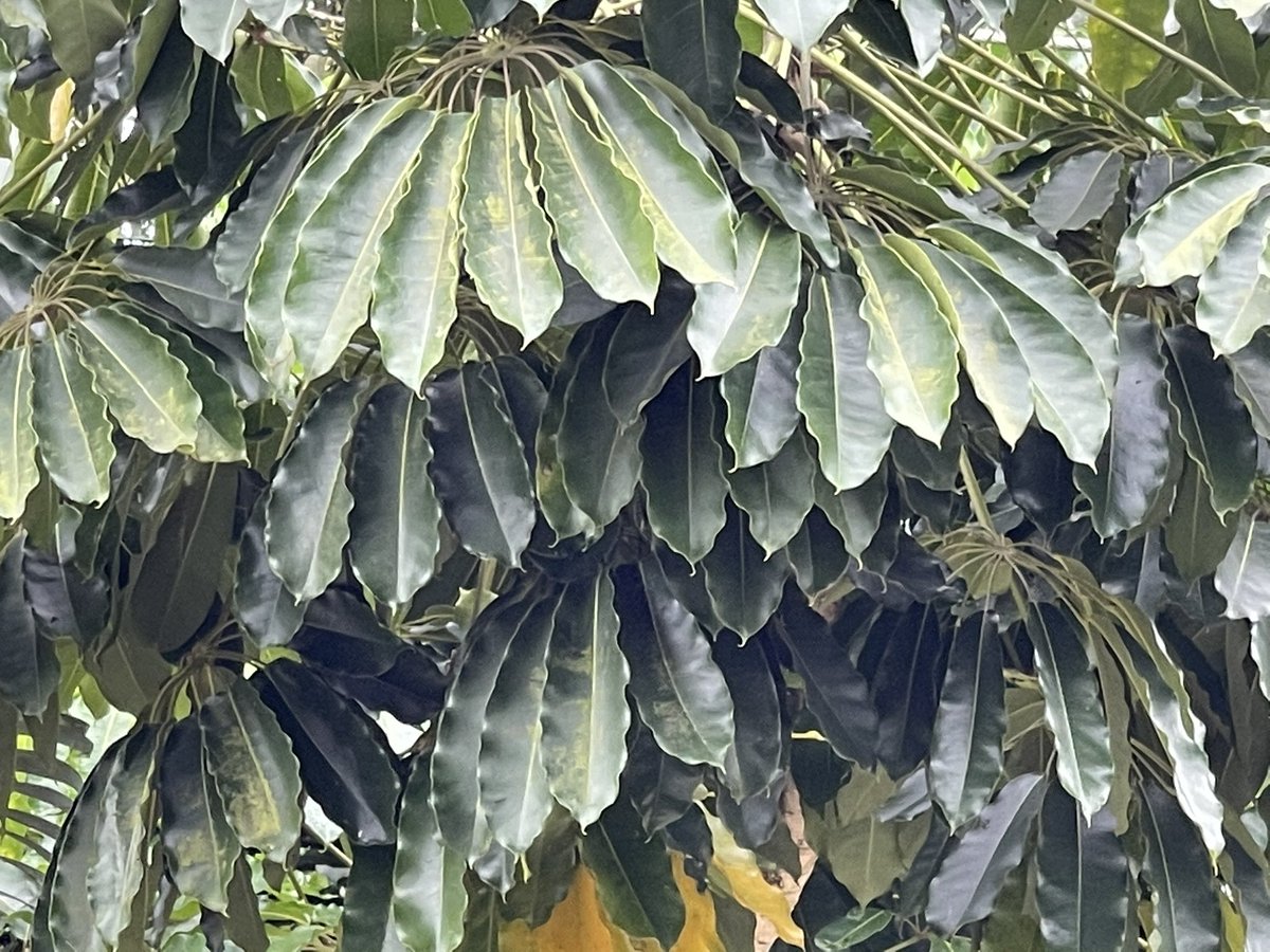 DeboraHirsch_'s tweet photo. #myplants #anythingisuselessagainstnature #extinctplants https://t.co/035MIPQGrl