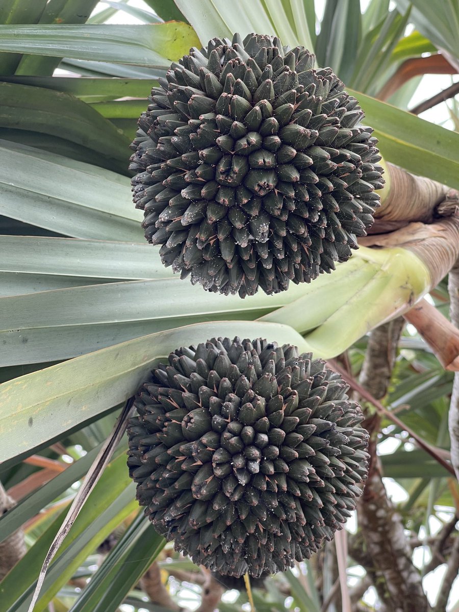DeboraHirsch_'s tweet photo. #myplants #anythingisuselessagainstnature #extinctplants https://t.co/035MIPQGrl
