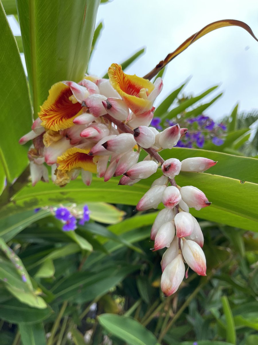 DeboraHirsch_'s tweet photo. #myplants #anythingisuselessagainstnature #extinctplants https://t.co/035MIPQGrl