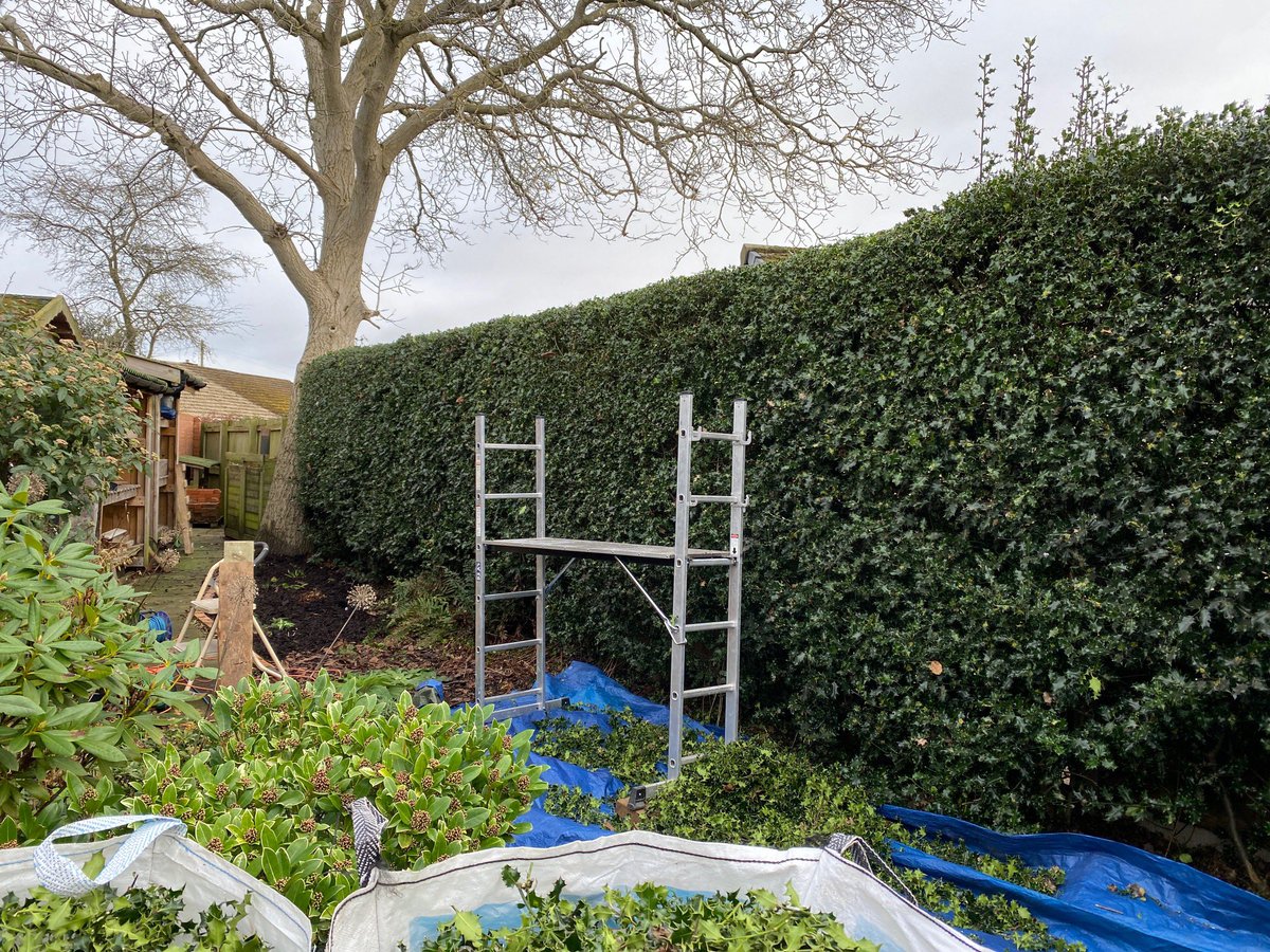 PotteringPolly's tweet image. What gardening jobs has this mild spell got you out doing? ☀️
We’re cutting the holly hedge. 🌿🤕
2 &amp;amp; 1/2 ton bags full &amp;amp; we’d only done a quarter! Few trips to the tip!
#HedgeCutting #garden #GardeningTwitter