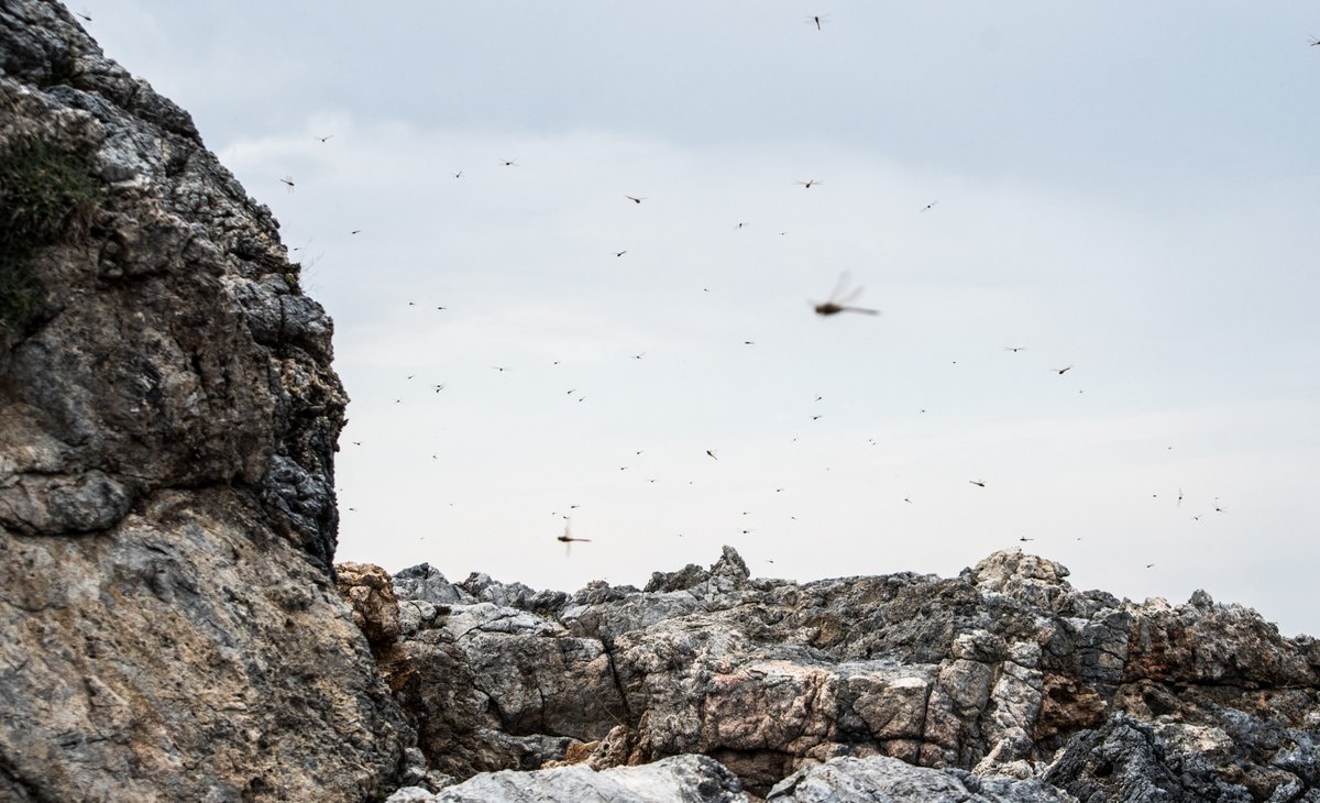 Dr Will Leo Hawkes tweet media