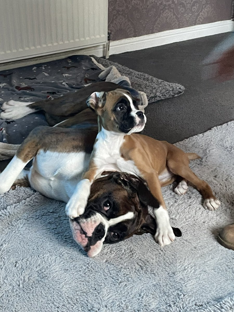 traxs81's tweet photo. Double trouble today #boxerdogsoftwitter #boxerdogsrule #boxerpuppy 🐶🤦♀️❤️ https://t.co/xdeMCjJXKL