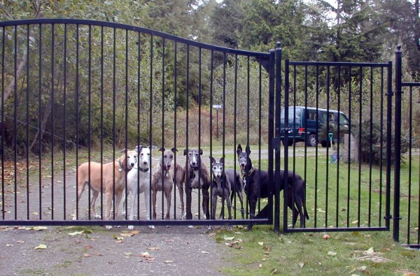 GaltxOrg's tweet photo. Did you open up your GALT 2023 Calendar and wonder about the story behind this photo? You can read all about it here: https://t.co/AnUFZGIka0 #Greyhounds #CalendarPhoto https://t.co/JBm17NHtni