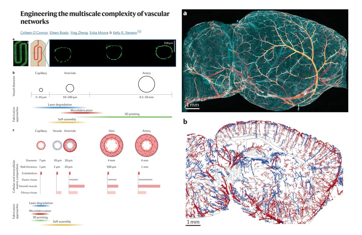 Engineering the multiscale complexity of vascular networks

An insightful concoction of vascular engineering & biology
Microfabrication/#Bioprinting/self-assembled #Organoid

A perfect start to my weekly reading👏

@kellystevenslab @NatRevMater 2022 
nature.com/articles/s4157…