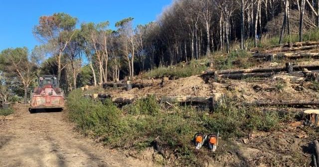CN24_tv's tweet photo. In primavera parte della pineta di Siano di nuovo fruibile in sicurezza
🚜⛏ QUI 🔀 https://t.co/O7Pr35SHfn
#Pineta #PinetaDiSiano #Agricoltura #Forestazione #GianlucaGallo #Calabria #CN24 #CN24tv https://t.co/nitrfScP4H