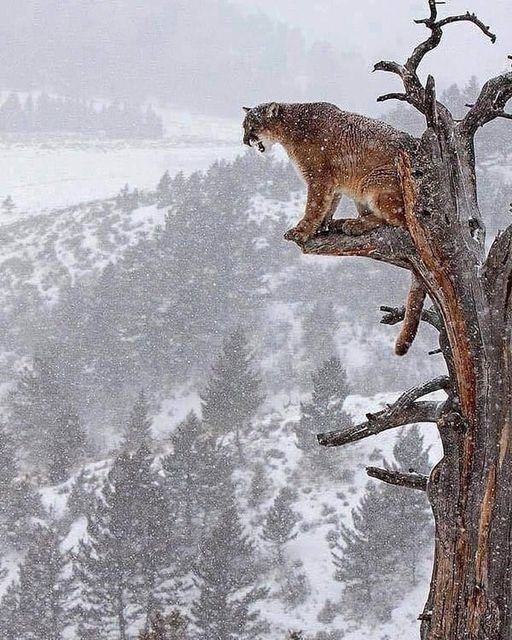 Morning
#INDIGENOUS #TAIRP