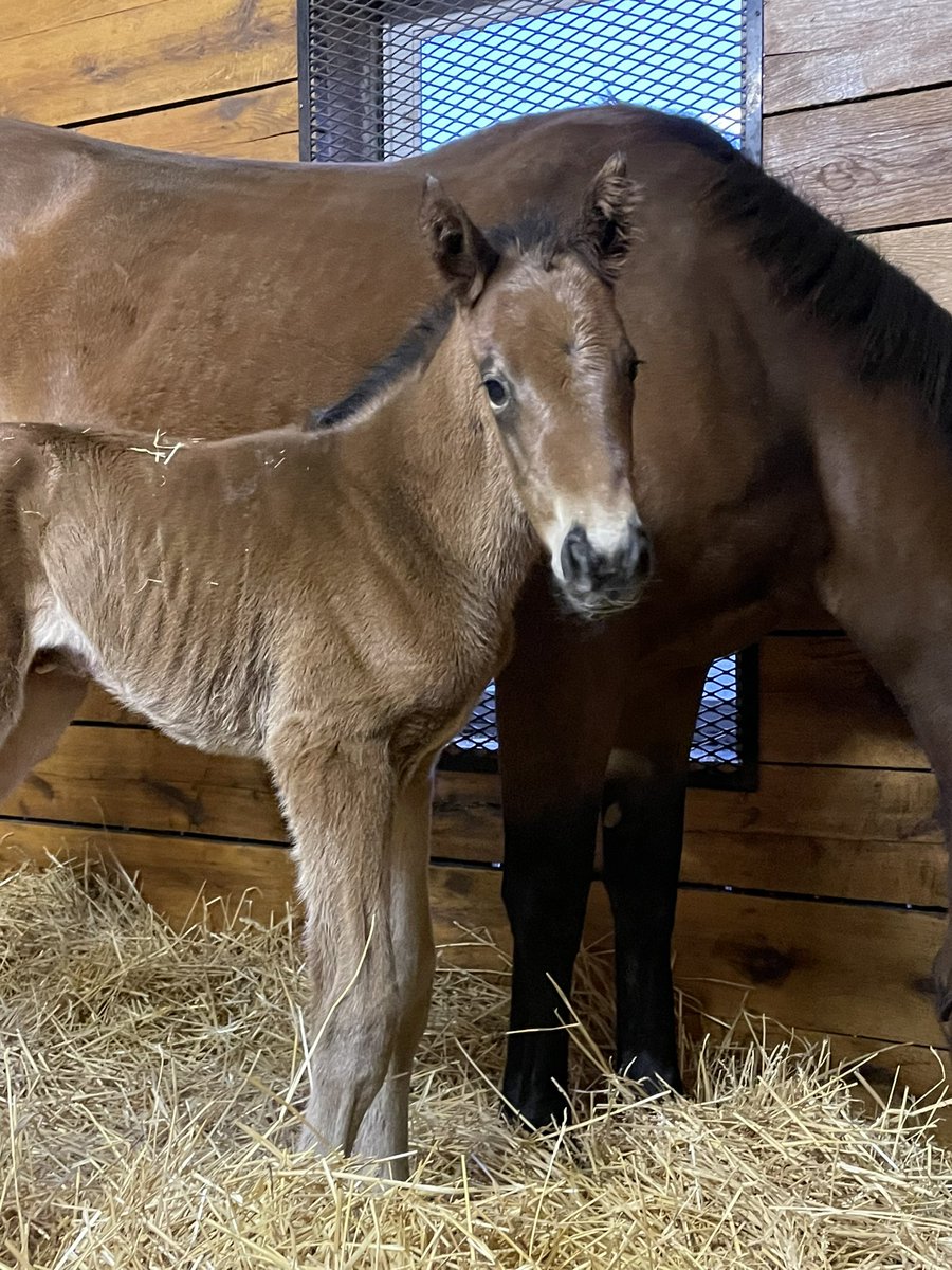 Hall Stables (@hallstables) on Twitter photo BABY HORSE ALERT: our first foal of the year is a Collected colt out of our mare, Incarnation-she’s half-sister to Champion Big Brown and full sister to another graded stakes winner. Hopefully this colt has that same talent! Thanks to <a href="/scarteenstud/">Richie Donworth</a> for taking good care of them! BABY HORSE ALERT: our first foal of the year is a Collected colt out of our mare, Incarnation-she’s half-sister to Champion Big Brown and full sister to another graded stakes winner. Hopefully this colt has that same talent! Thanks to <a href="/scarteenstud/">Richie Donworth</a> for taking good care of them!