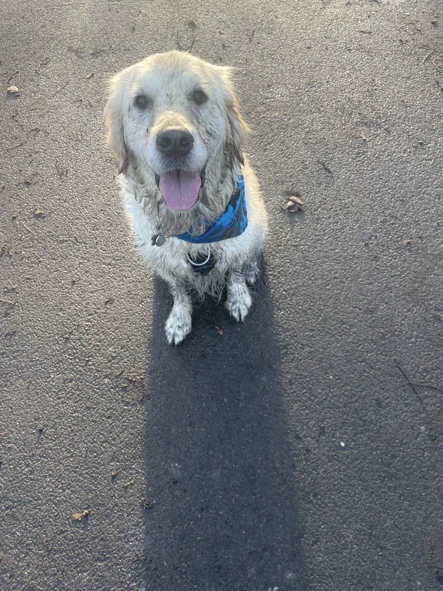 lyn_golden's tweet image. I’ve not been in #muddypuddles- I’m getting camoe’d up for a mission! 

#muddydogchallenge #muddypaws #muddy #muddywalks #mud