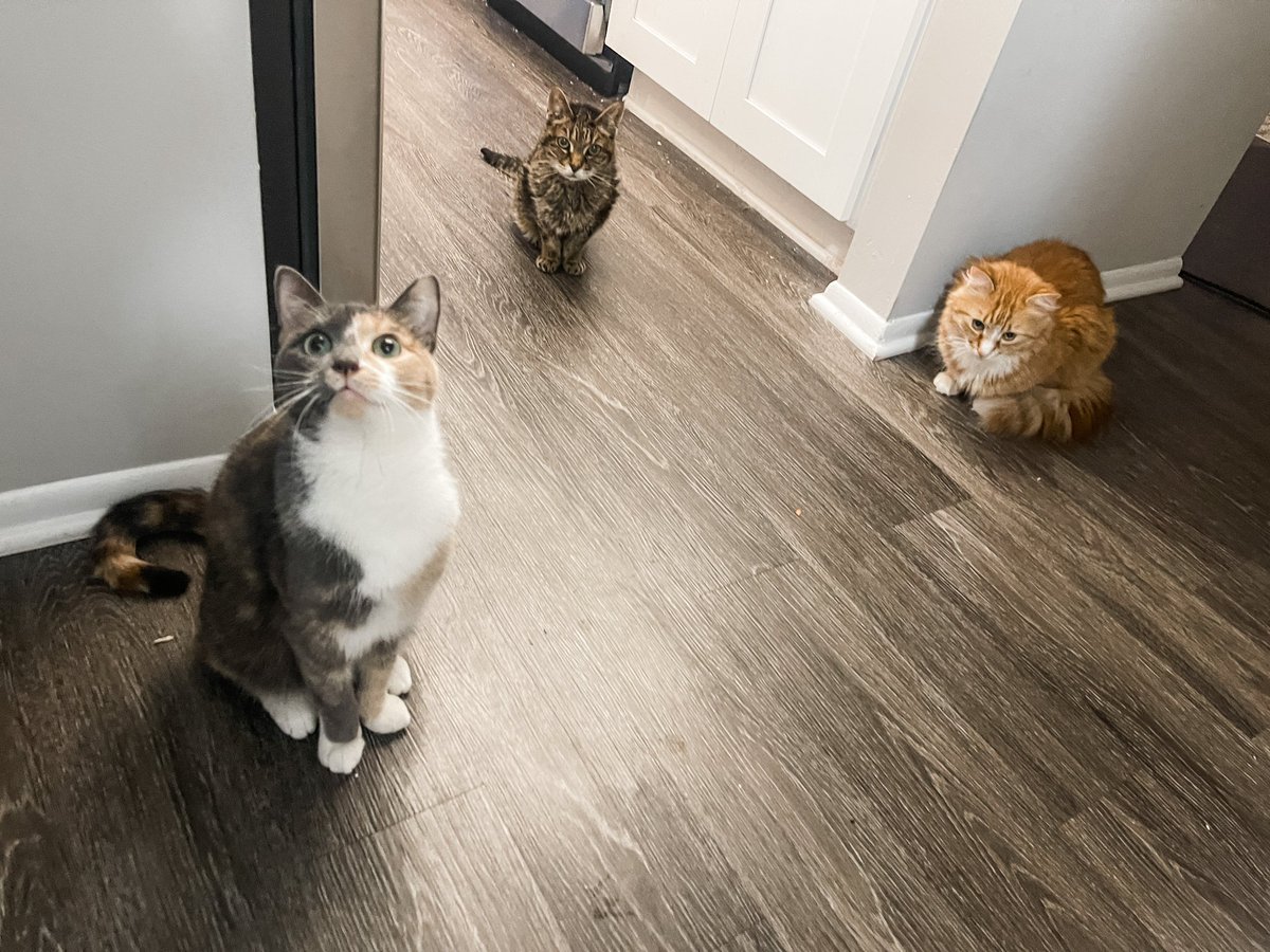 I peed before feeding the cats this morning