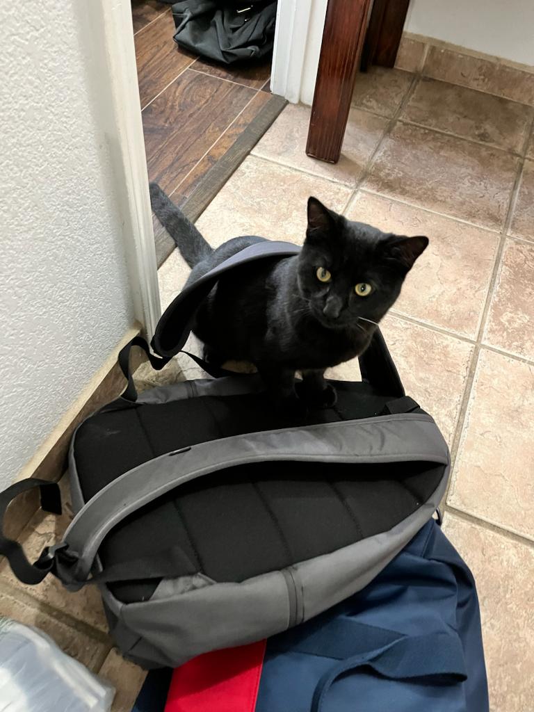 Azulel11's tweet photo. Acá hay un mensaje oculto, me ayudan a descifrarlo? 😆 

#EliaAzulel #MentorDeConsciencia #TécnicaDeSanación #ConscienciaAzulel #Consciencia #DOMINGO #gatos https://t.co/cdxk5tTuUj