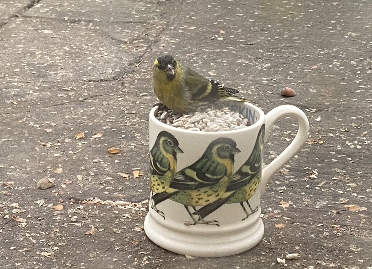 IanCarter67's tweet photo. I’m teaching all the birds to use their own mugs. Siskins very quick to catch on. https://t.co/oh4TjdvIcZ