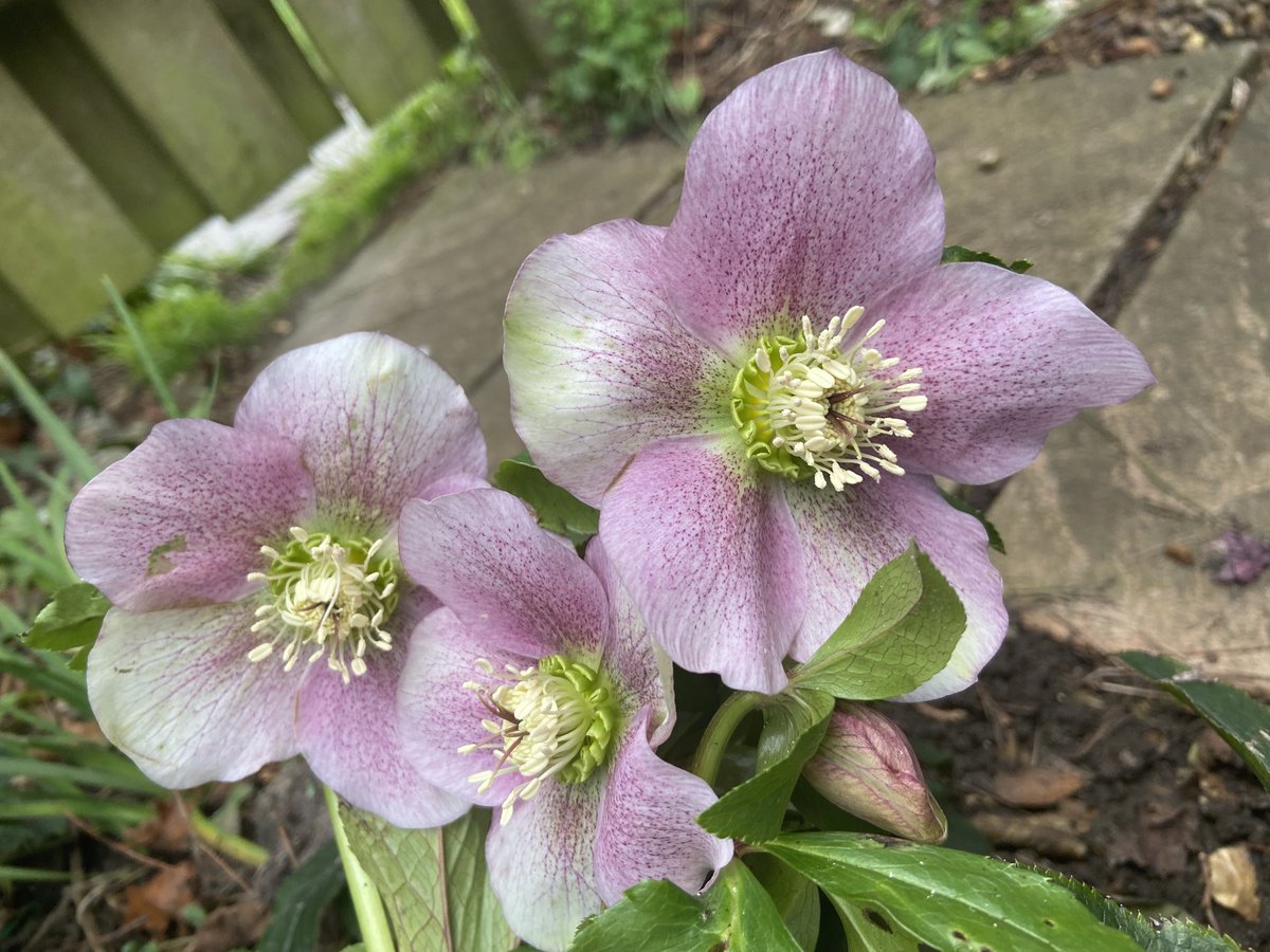 Kittywitches's tweet photo. Some pretty Hellebores to brighten a somewhat dull but mild day. #Hellibores #LoveNorfolk #ShareYourWeather https://t.co/tC4WLJ6WlQ