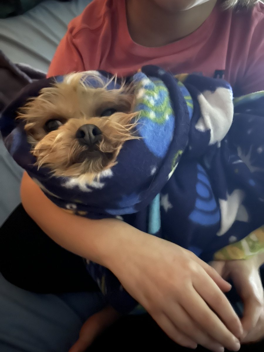 pandersloot's tweet photo. @CatieOsaurus He’s a baby https://t.co/foWBxKcKLR