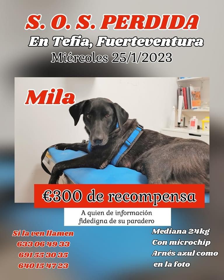 BardinosS's tweet photo. Today will be 4 days without Mila.  We offer a €300 reward to anyone who tells us her whereabouts.
 She escaped in the town of Tefia but she could already be anywhere on the island of #Fuerteventura.
 Please share on social networks and  by WhatsApp 🙏
🆘🆘🆘🆘🆘🆘🆘🆘🆘🆘🆘🆘 https://t.co/IEnJ38m56J