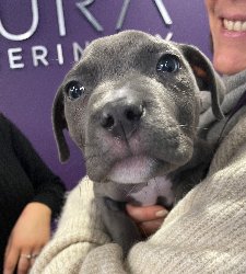 AURA Veterinary tweet media