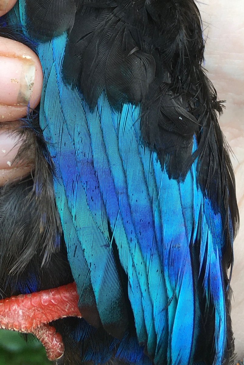ChloeDalglish's tweet image. Javan Kingfisher flew into the turtle kitchen building. Thankfully it was easy to catch and set free. They are such beautiful birds, I love their bright red beak and shimmering blue feathers. #WestJava #Indonesia #bird #BirdsOfTwitter