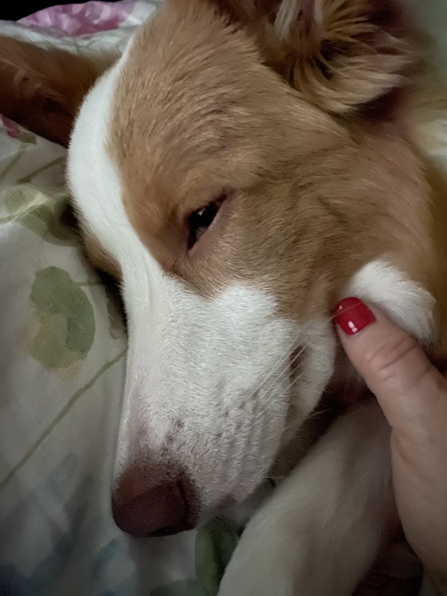 bcpowderburn's tweet photo. Rainy, sleepy Sunday with scritches from my Hoomom. #DogsofTwittter #DogsOnTwitter #bcpowderburn #bordercollie #bordercollies #dogsoftennessee #dogs #SundayMorning https://t.co/6a9sE6eYDy