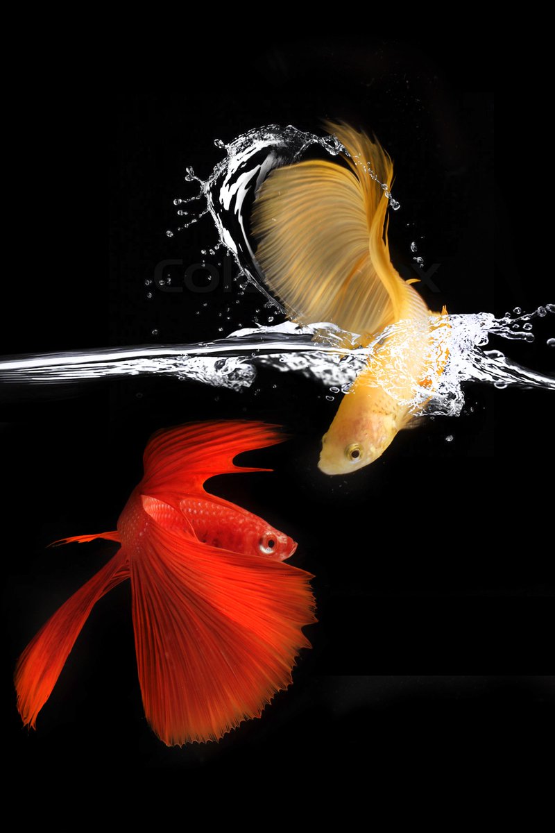 LohRichmond's tweet photo. Think fish are just dumb creatures? #BettaFish are known for their vibrant colors and unique fins but did you know they are also relatively intelligent? Capable of learning and adapting to their environment, Bettas make great pets with personality! #fishintelligence #aquarium https://t.co/eG924YVrkr