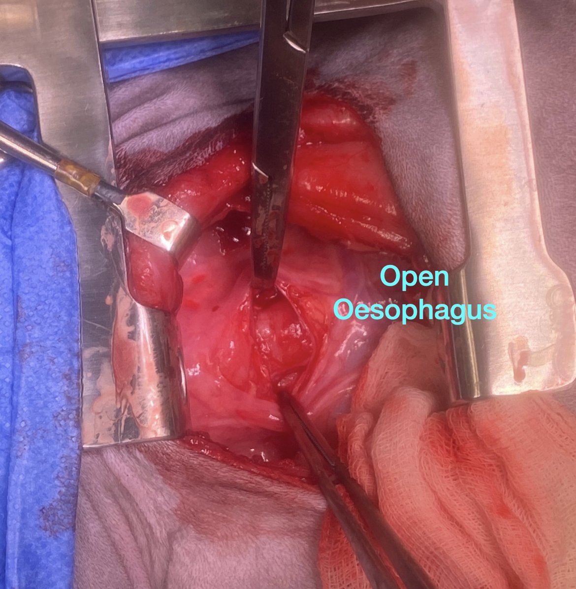 AURA Veterinary tweet media