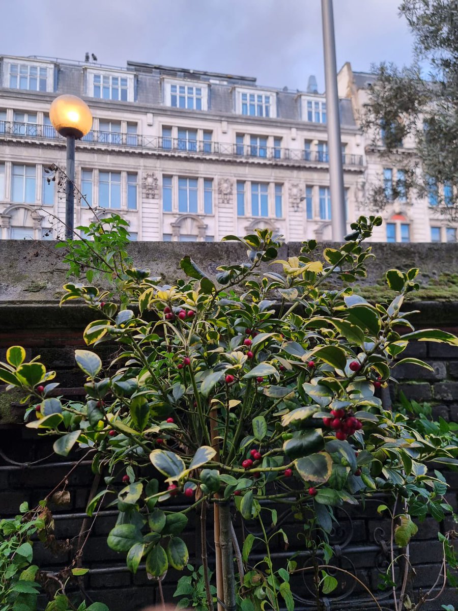 Nic’s Secret Garden and Plant Rescue Nursery tweet media
