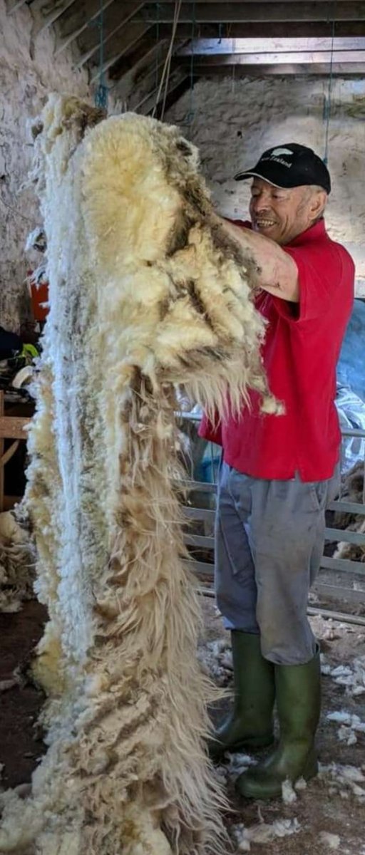 ADA Farm 🐑 $hosky tweet media