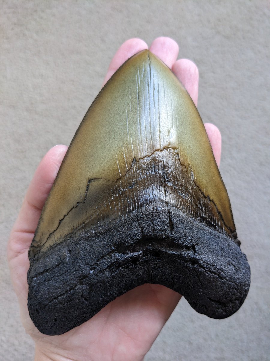 Teeth from the extinct megalodon can be up to 7 inches. (This one is a bit smaller.)
I can't wait to share this with curious kids during events. If you're at #LibLearnX I'll have it with me during my book signings today 3:15 tomorrow 10:45 booth 221 @ReycraftBooks. #liblearnx23