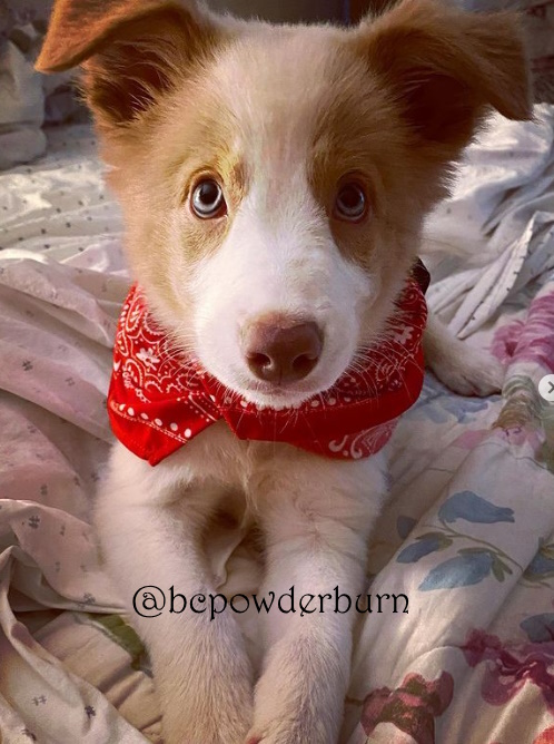 bcpowderburn's tweet photo. Puppy pic flashback to July 26 2022. #bcpowderburn #puppies #bordercollie #DogsofTwittter #dogs #cutedogs https://t.co/zVfmuBSVaC