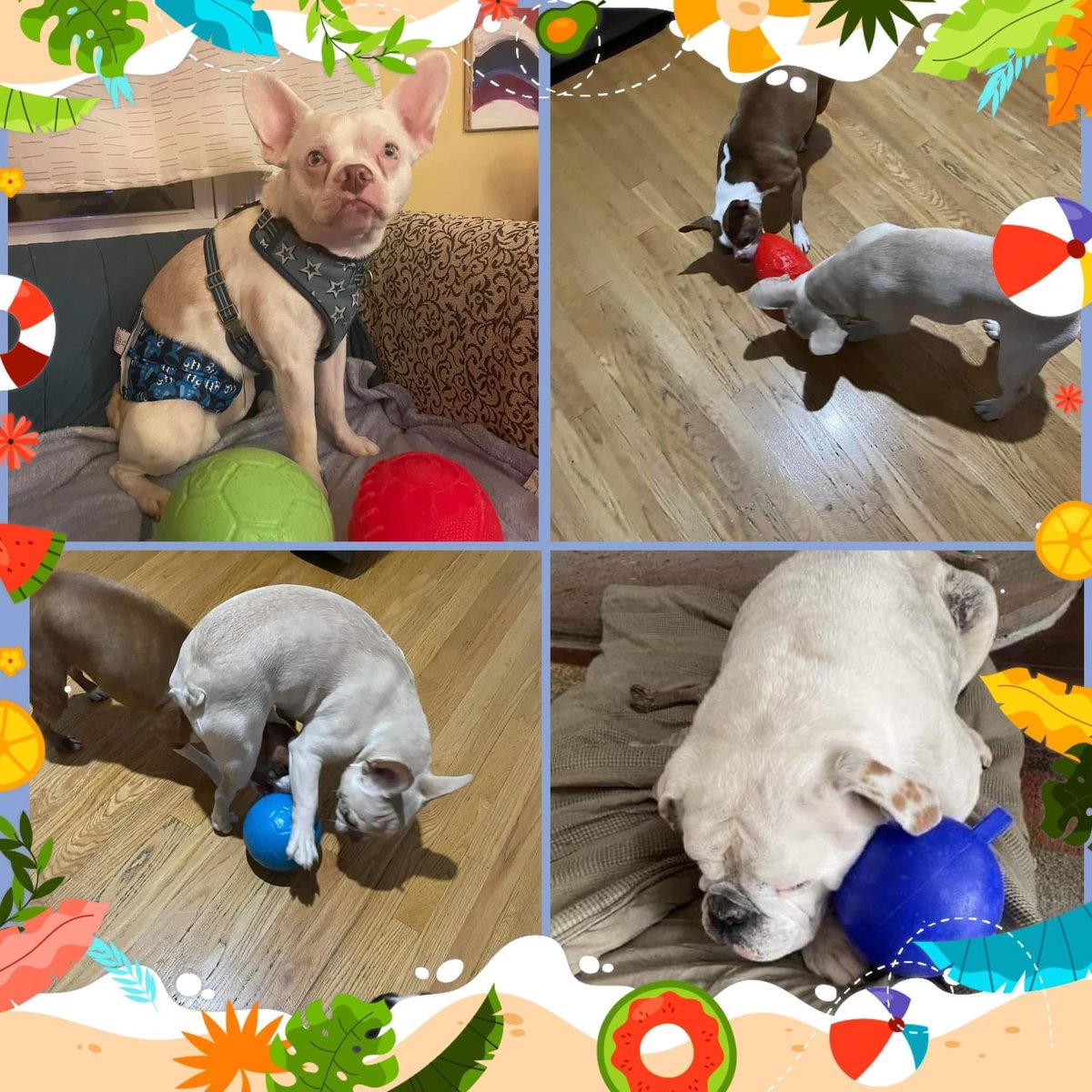 S.N.O.R.T. Rescue (@snortrescue) on Twitter photo Fun!!! Our foster pups are having lots of fun with the Jolly Balls donated by <a href="/Jolly_Pets/">Jolly Pets</a> & Cherie the Surf Dog! Huge Thank You to Cherie & the folks at Jolly Pets for donating 46 toys to SNORT's foster dogs!!! Thank you also to everyone that bought jolly pet toys to support us! Fun!!! Our foster pups are having lots of fun with the Jolly Balls donated by <a href="/Jolly_Pets/">Jolly Pets</a> & Cherie the Surf Dog! Huge Thank You to Cherie & the folks at Jolly Pets for donating 46 toys to SNORT's foster dogs!!! Thank you also to everyone that bought jolly pet toys to support us!