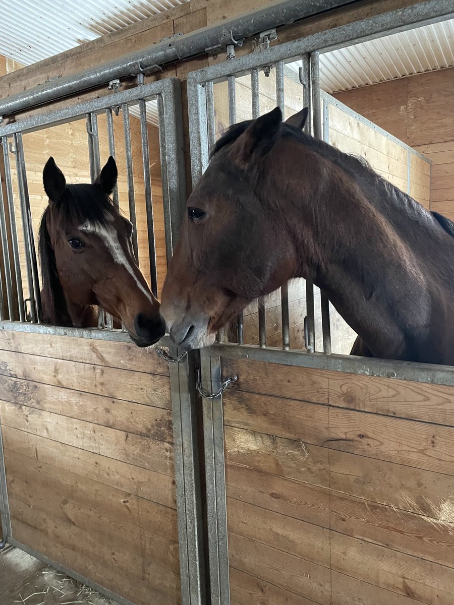 LusiAndAlbert's tweet photo. Mach Magic is a homebred. I’ve known her since her mother, Illusionist, gave birth to her in 2012. Magic rarely gives me anything but pinned ears, her mother is the same. See Mach Magic with her friend, Citrus, and with Otis, the beautiful boxer. Love them all. #mares #homebreds https://t.co/ID9isTGadt