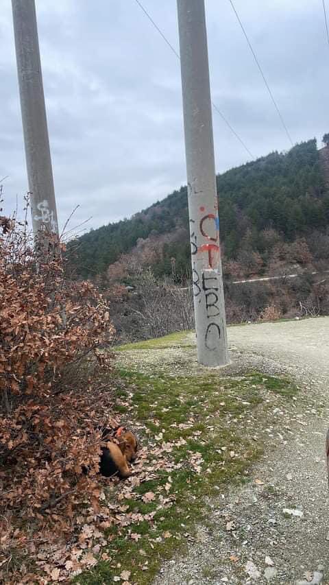 ⚠️⚠️⚠️⚠️⚠️⚠️⚠️⚠️⚠️⚠️⚠️⚠️⚠️
После Нерези накај Средно Водно.
Најверојатно е изгубено. Се надевам сопствениците ќе си го пронајдат.
Ве молам РТ 🙏